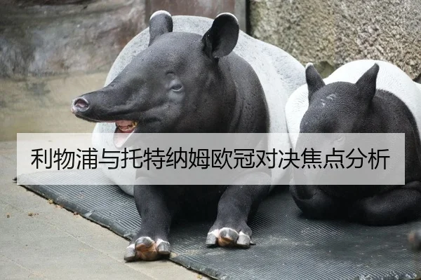 利物浦与托特纳姆欧冠对决焦点分析